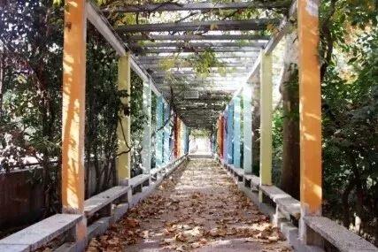 能自由奔跑、酣畅呼吸的——大树幼儿园