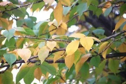 能自由奔跑、酣畅呼吸的——大树幼儿园