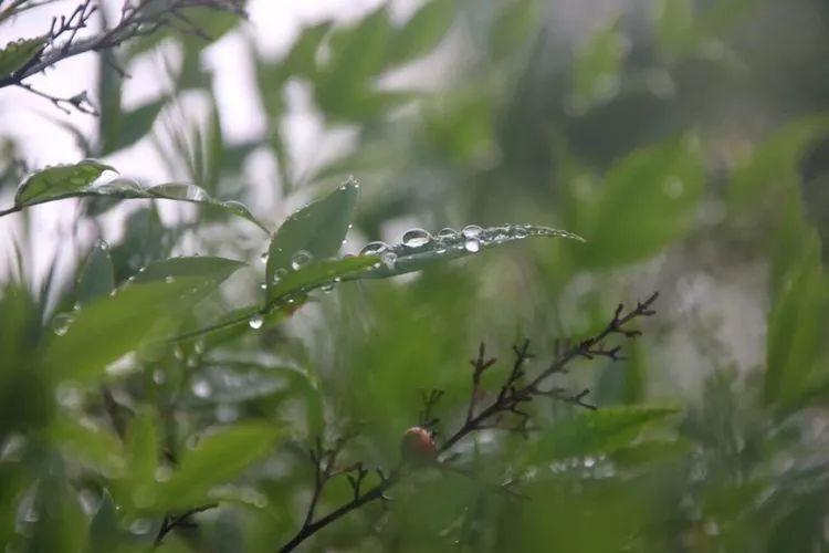 能自由奔跑、酣畅呼吸的——大树幼儿园