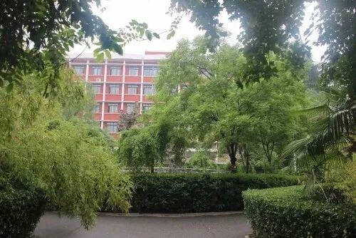 能自由奔跑、酣畅呼吸的——大树幼儿园 能自由奔跑、酣畅呼吸的——大树幼儿园